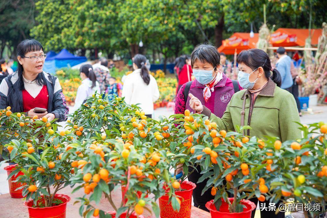 美食:图集 | 逛花市品美食看表演——2024文华迎春花市人潮涌动