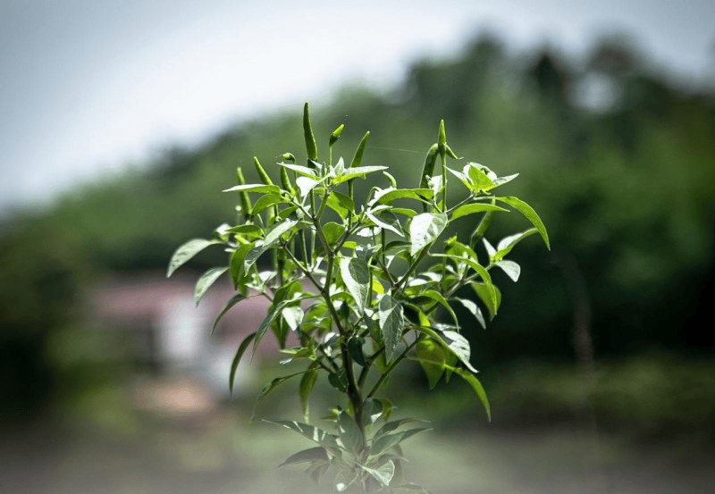 美食:天食自贡行——解密天食火爆自贡菜美食密码