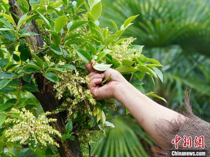 美食:端午节将至 探访浙江金华传统美食：乌饭粽