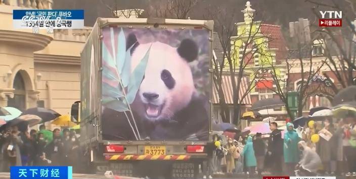 旅行:“组团”来见大熊猫“福宝”旅行！韩国旅行社推出赴华“熊猫游套餐”